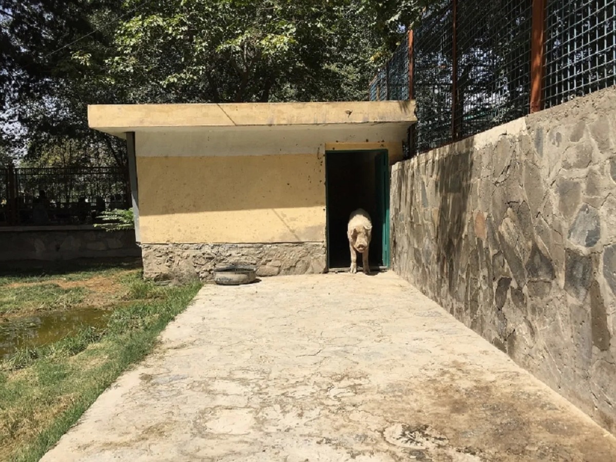 (خنزير) واقف أمام باب مأواه في حديقة الحيوانات في كابول.