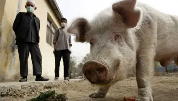 الخنزير الوحيد في أفغانستان