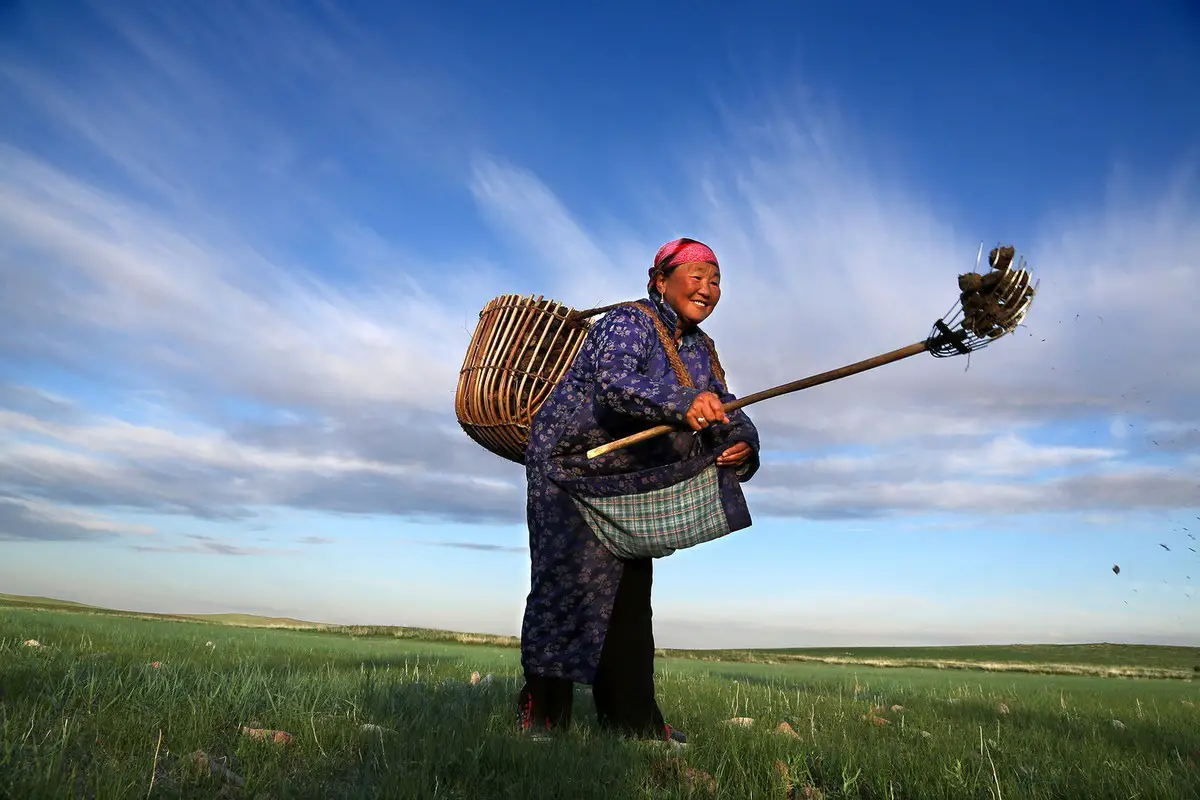 امرأة مغولية تجمع الروث الجاف