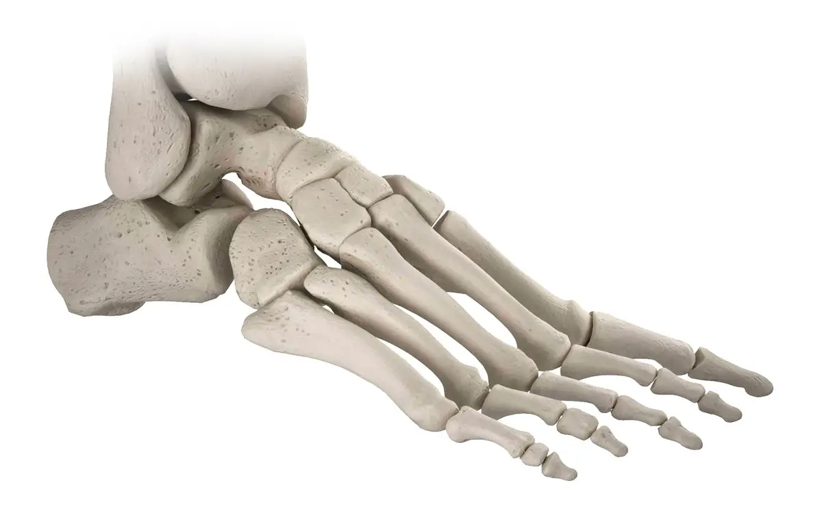 عظام القدم البشرية