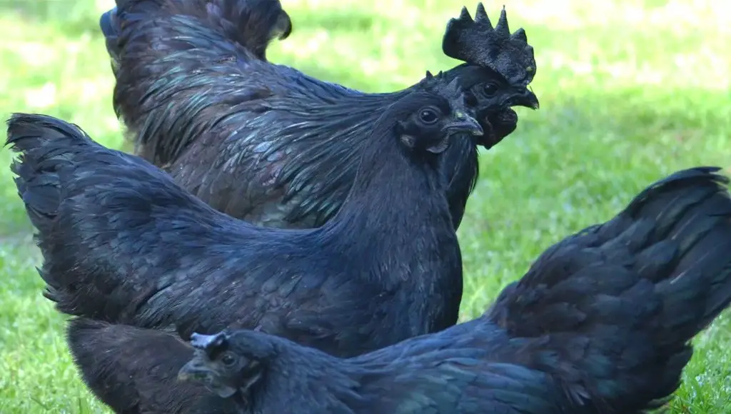 دجاجات سوداء نادرة تثير هوس العالم مؤخراً