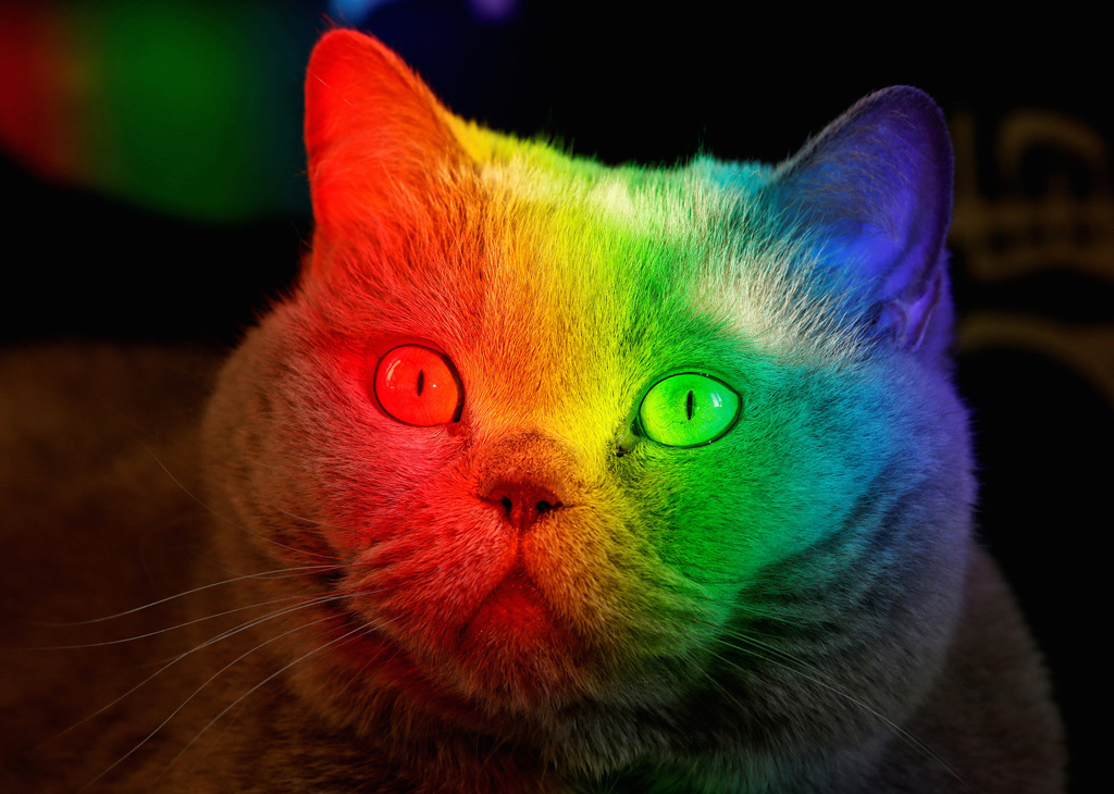 قطة بألوان قوس قزح