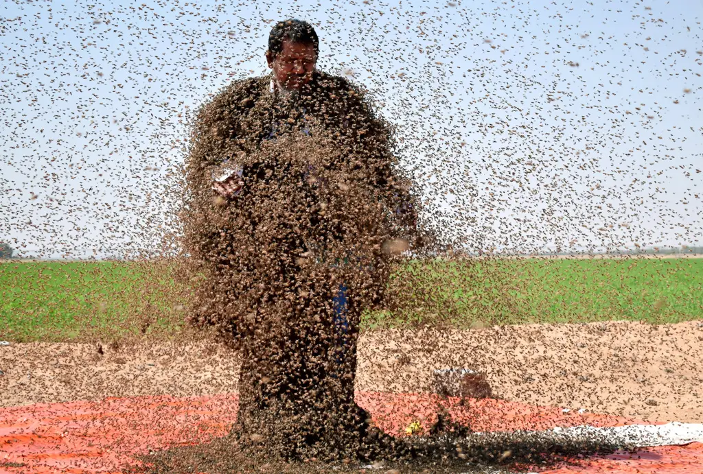 رجل سعودي يغطيه الكثير من النحل
