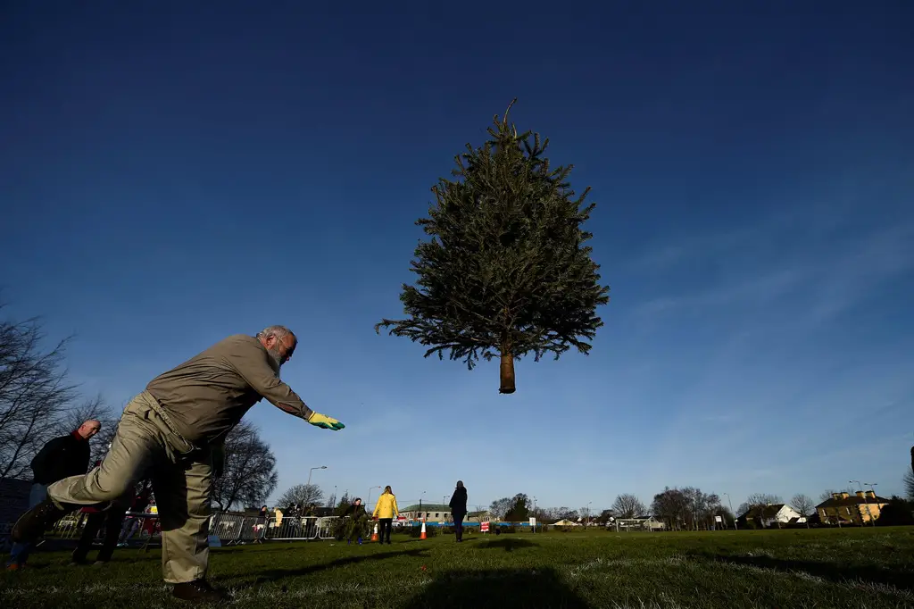شخص يرمي بشجرة عيد الميلاد بعيدا في الهواء