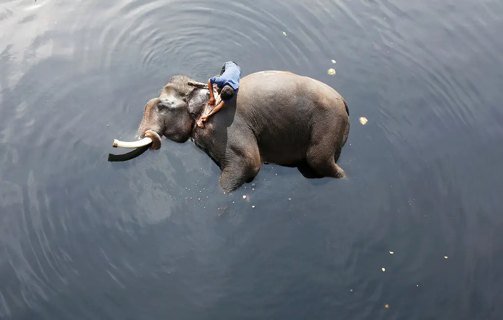 فيل يستحم مع صاحبه في النهر