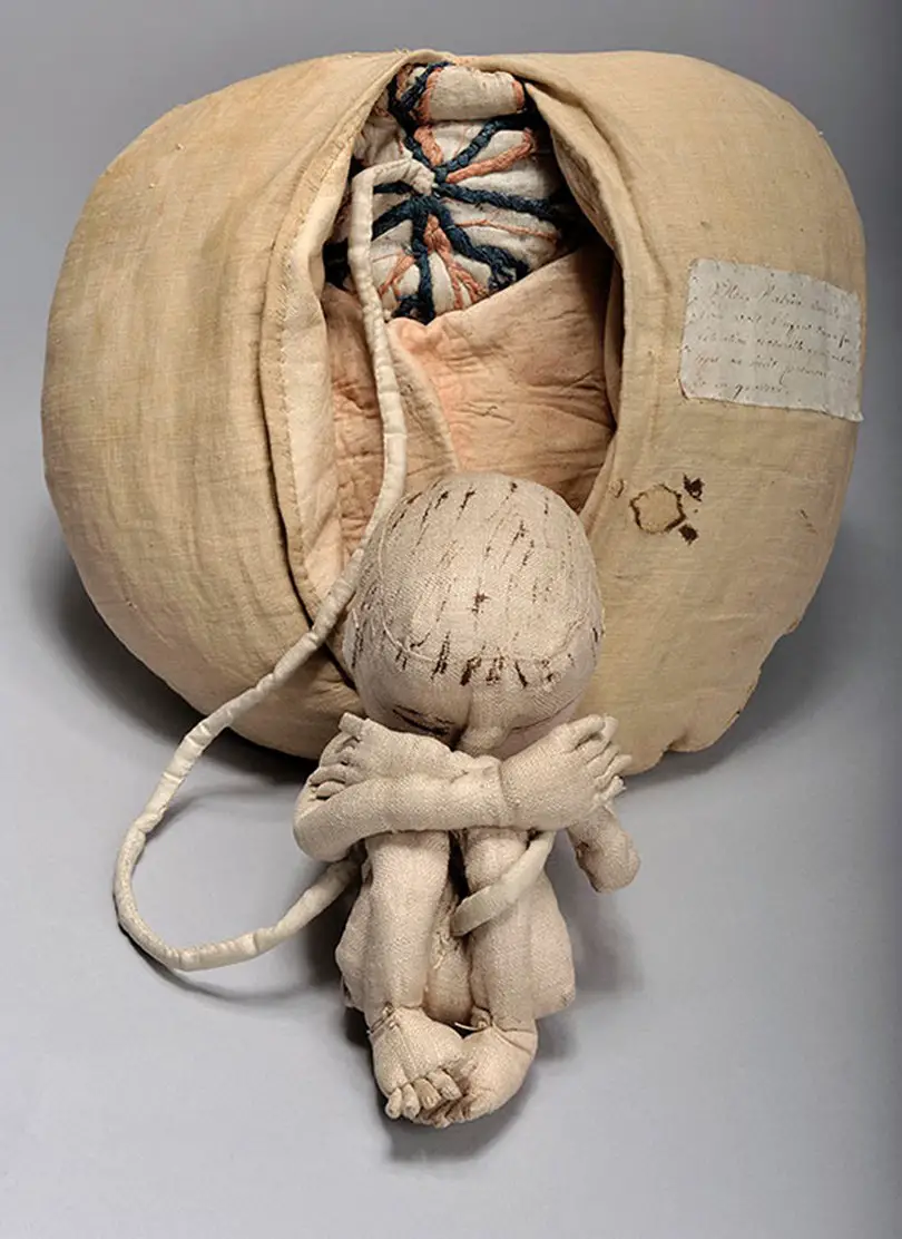مجسم قماشي يظهر وضعية الجنين في الرحم وتفاصيل مختلفة مثل الحبل السري والمشيمة.