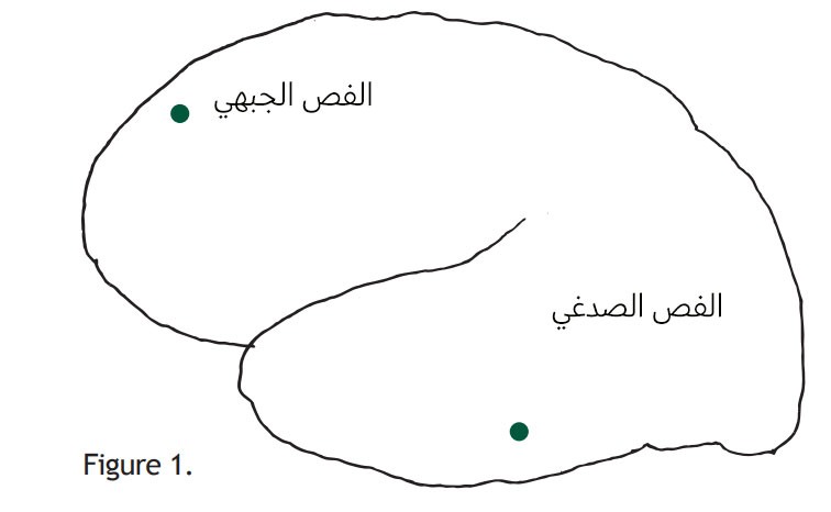 رسم تخطيطي لجزء من الدماغ