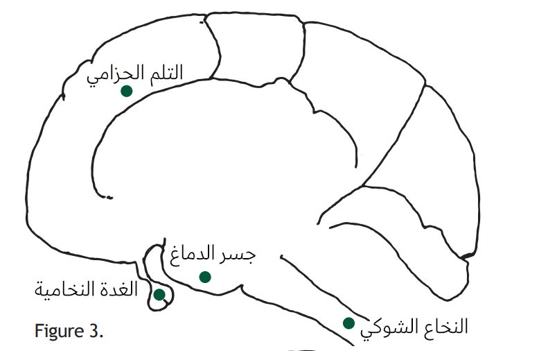 رسم تخطيطي للدماغ