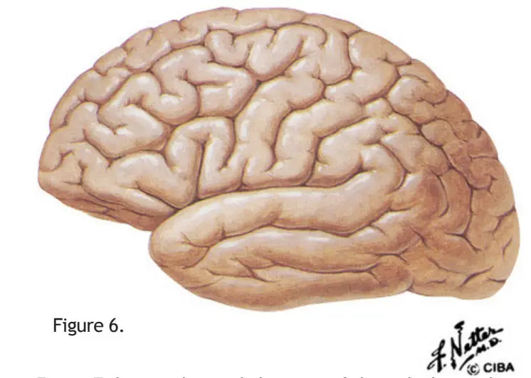 الدماغ البشري