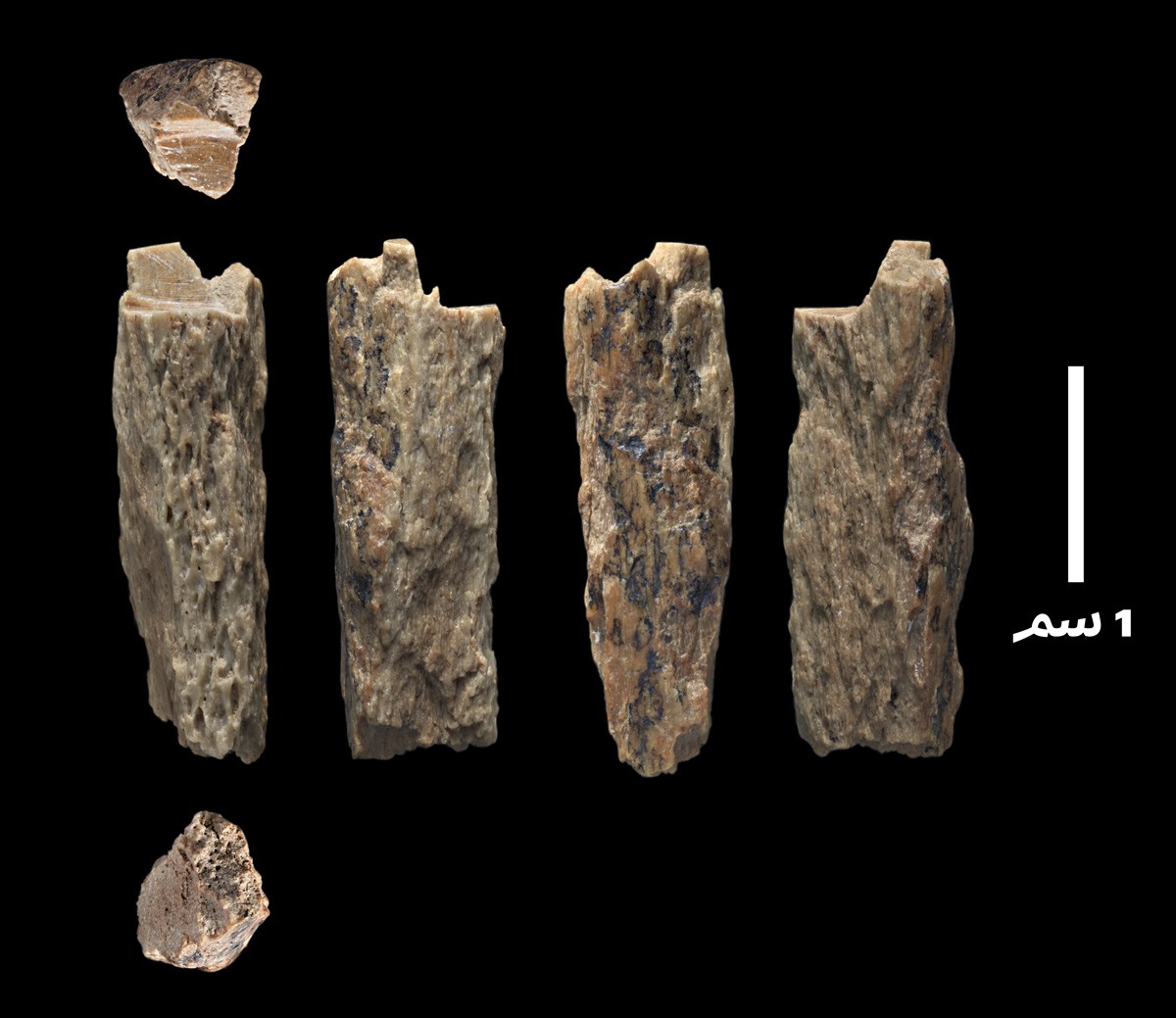 تم العثور على هذه العظام في عام 2012 من قبل علماء آثار روس في كهف في (دينيسوفا) لابنة من أم من نوع النياندرتال وأب من نوع دينيسوفان. صورة: T. Higham/University of Oxford