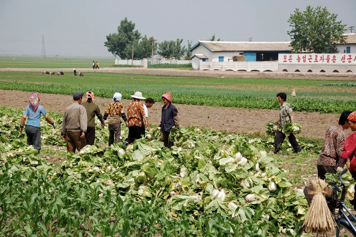 مزرعة في كوريا الشمالية.