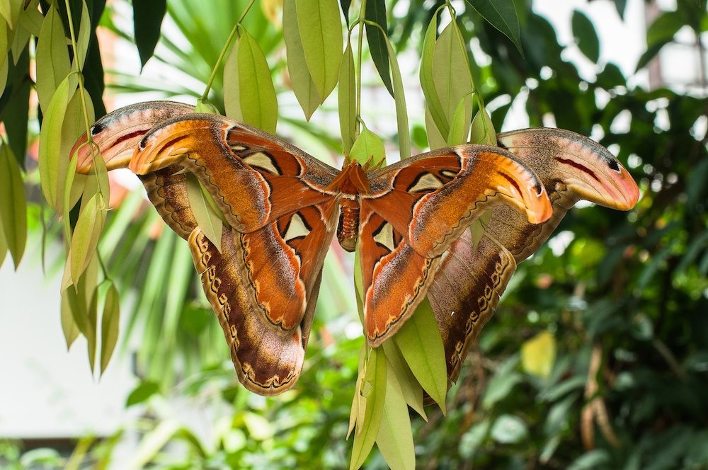 تظهر هذه الصورة تزاوج فراشتين، ويدعى هذا النوع من الفراشات بفراشات أطلس. الصورة من موقع lapon pinta/Shutterstock