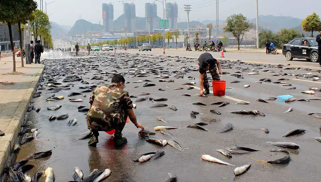 أشخاص يجمعون الأسماك الملقاة في شوارع يورو في الهندوراس بعد أن تساقطت من السماء
