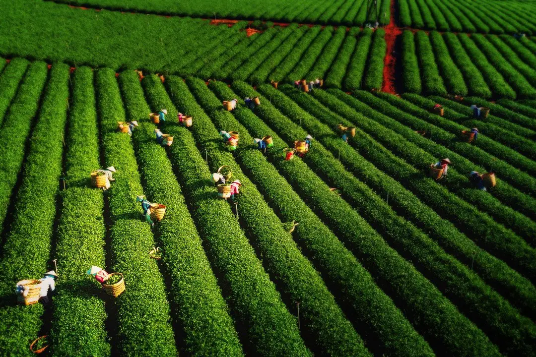 حصاد أوراق الشاي