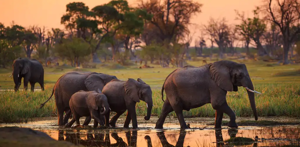 الأفيال في (بوتسوانا)