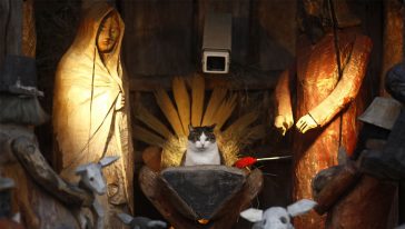 قطة وسط مشهد ميلاد المسيح