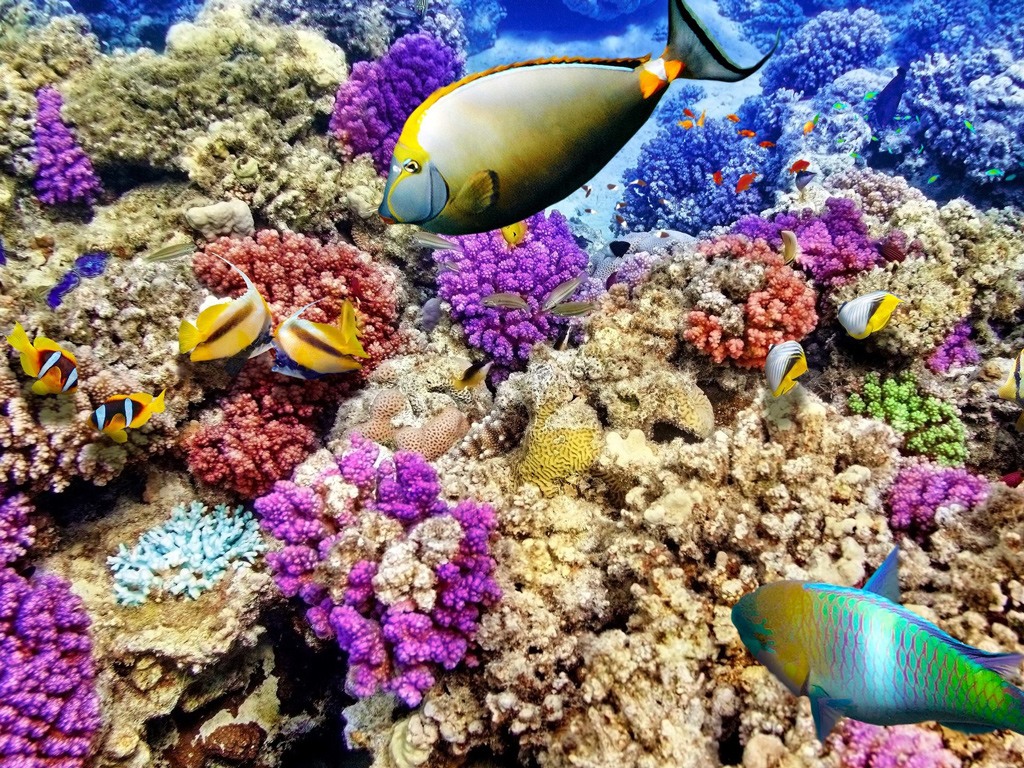 الحاجز المرجاني العظيم في أستراليا