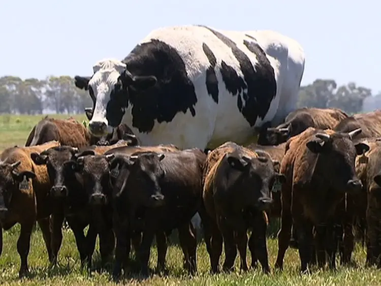 البقرة نيكرز الأسترالية الضخمة