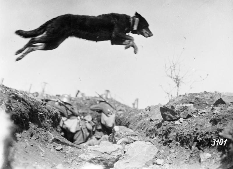 كلب المراسلات الألماني يقفز فوق أحد الخنادق، خدمت ملايين الحيوانات في الحرب، ومنها الكلاب والخيول والحمام الزاجل.