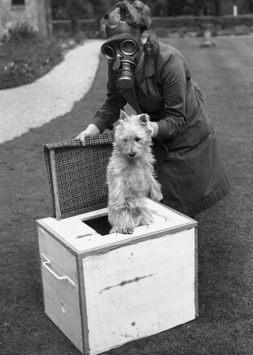 ضابطة لدى «رابطة الدفاع عن الكلبيات» تضع كلباً من نوع (سكوتي) في علبة مضادة للغازات السامة تم تصميمها من طرف نفس الرابطة للاستخدام خلال التعرض لهجمات الأسلحة الكيميائية والغازات السامة، في العاشر من مايو سنة 1941.