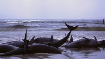 مجموعة من الحيتان في خليج فليندرز