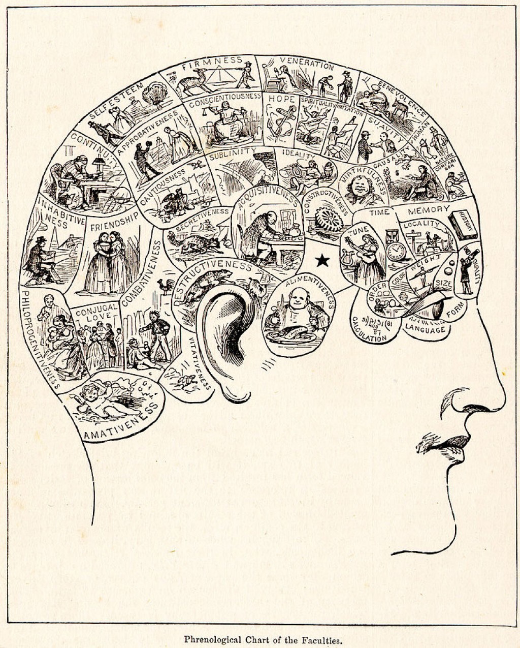 رسم بياني لعلم فراسة الدماغ، من موسوعة المعرفة العالمية عام 1883.