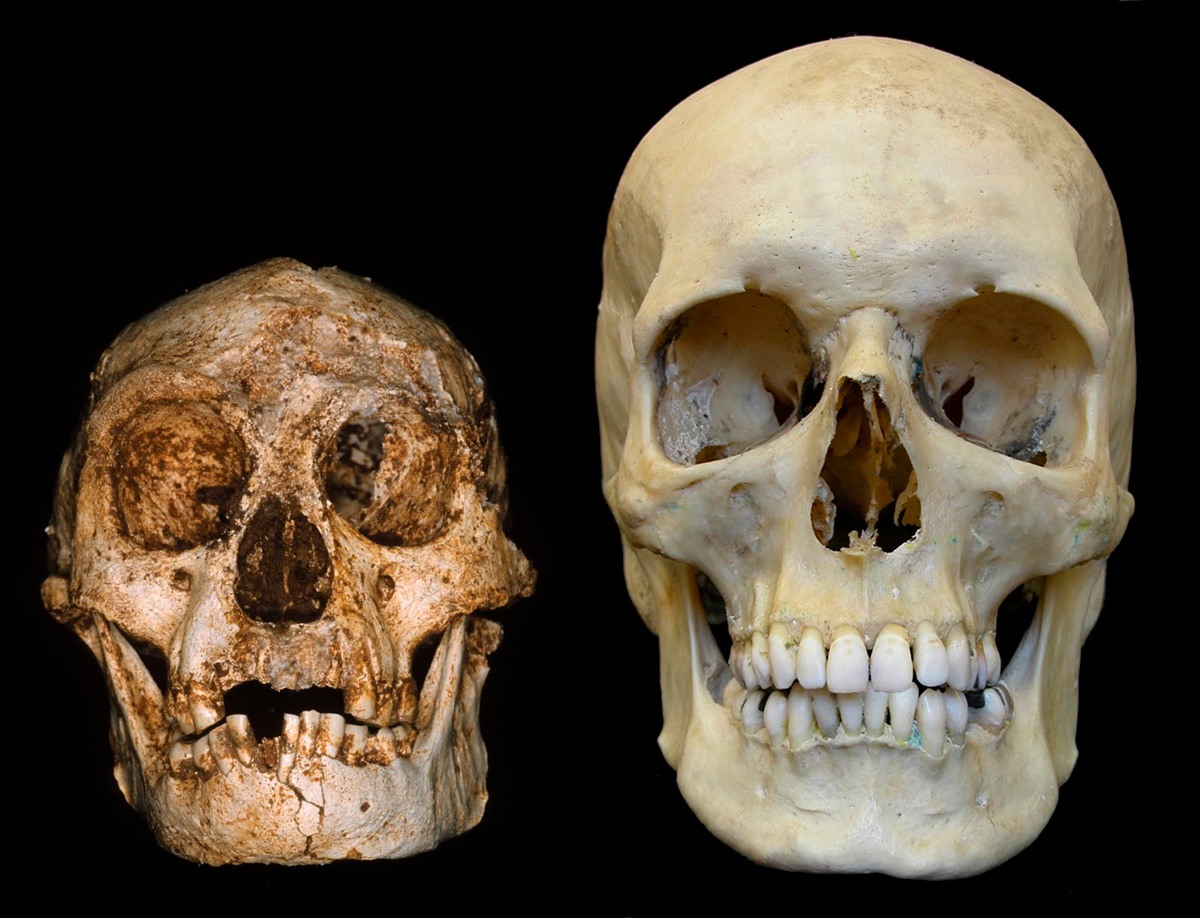 جمجمة إنسان حديث (على اليمين) إلى جانب جمجمة إنسان الكهف (على اليسار). صورة: MJ Morwood/AFP/Getty Images