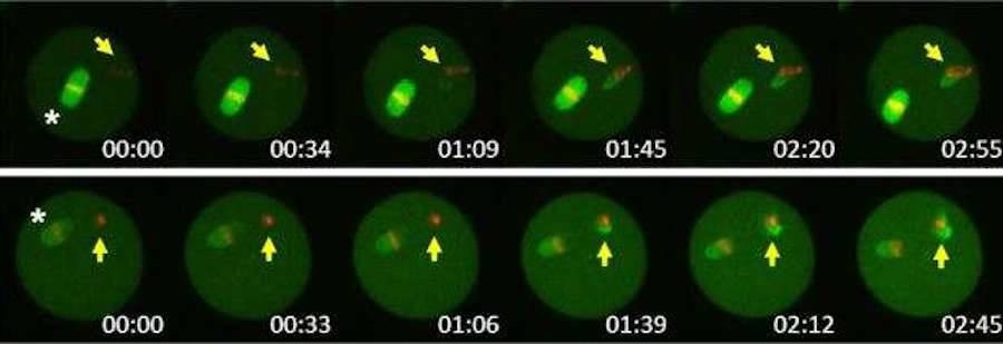 تظهر الصورة لقطات متتابعة بفواصل زمنية لعملية حقن الخلايا البويضية للفئران بنوى الماموث المنقرض.