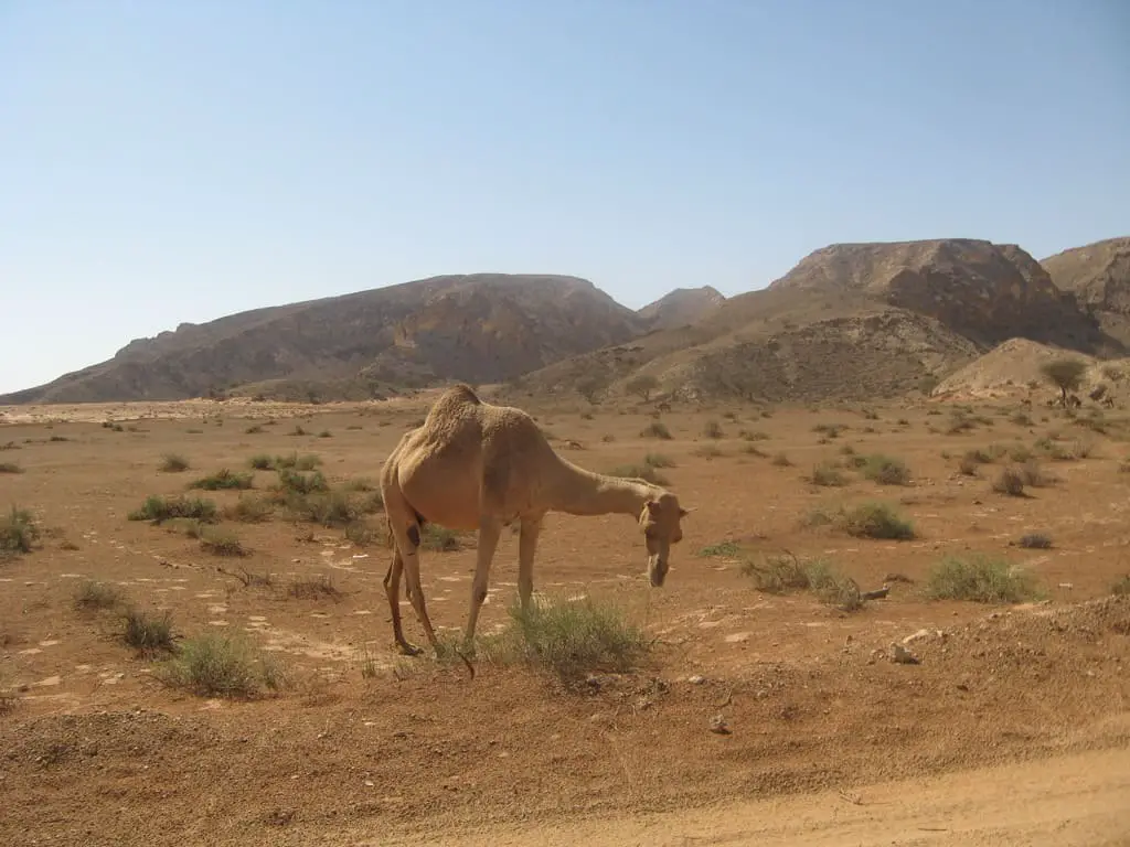 جمل في الصحراء العربية