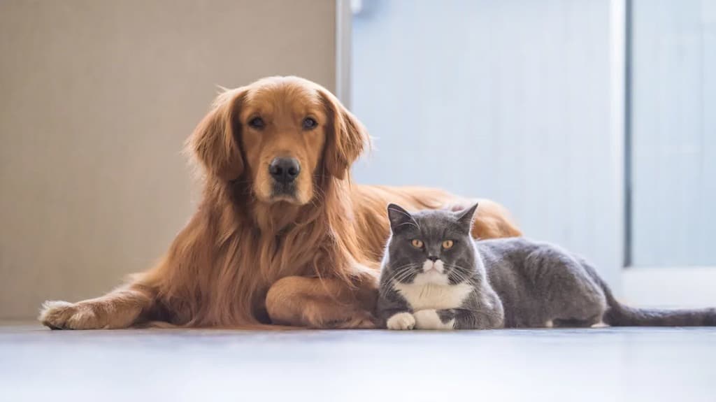 لا توجد علاقة تربط بين لعبة ”الكلاب والقطط“ والحيوانات الحقيقية.