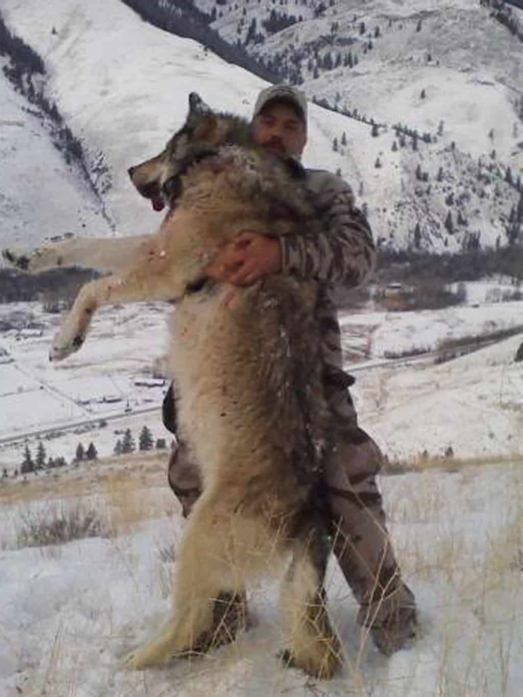 ذئب يهاجم إنسان