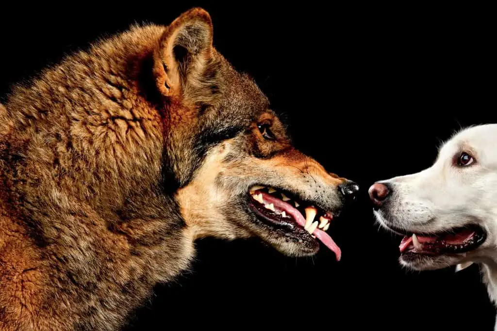 الذئب والكلب