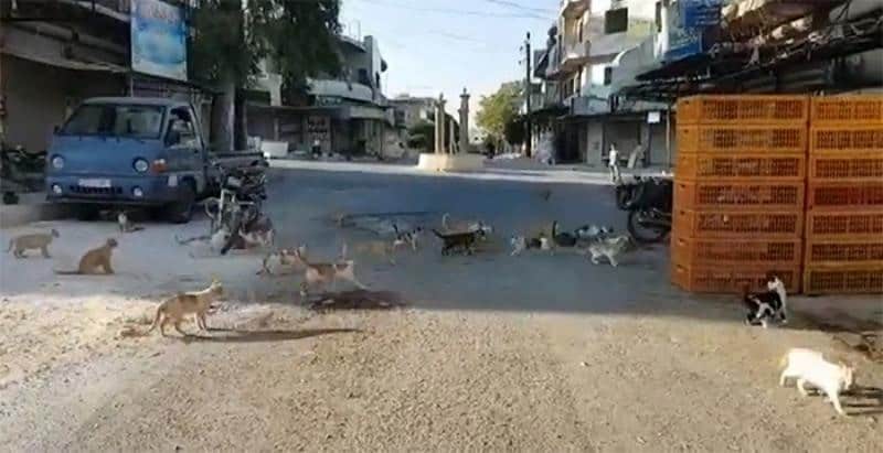 قرية كفر نبل السورية التي يتجاوز عدد القطط فيها عدد سكانها