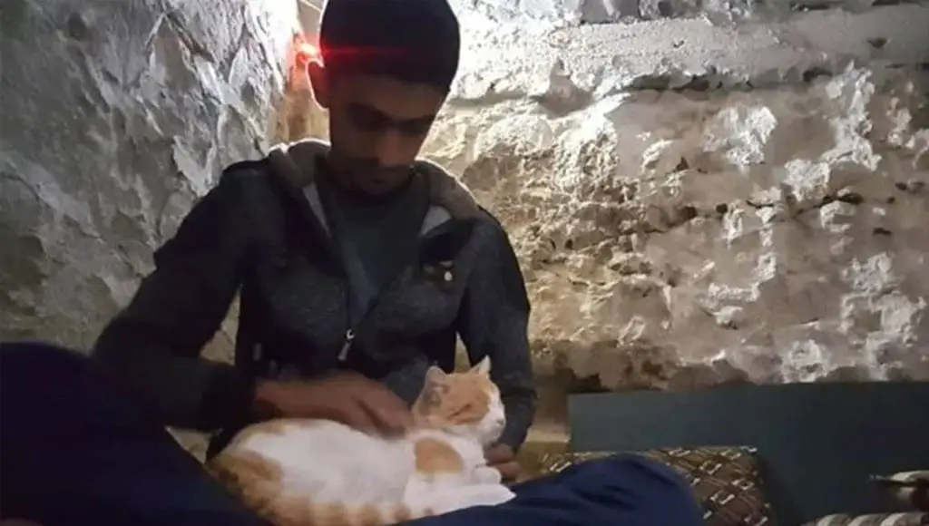 قرية كفر نبل السورية التي يتجاوز عدد القطط فيها عدد سكانها