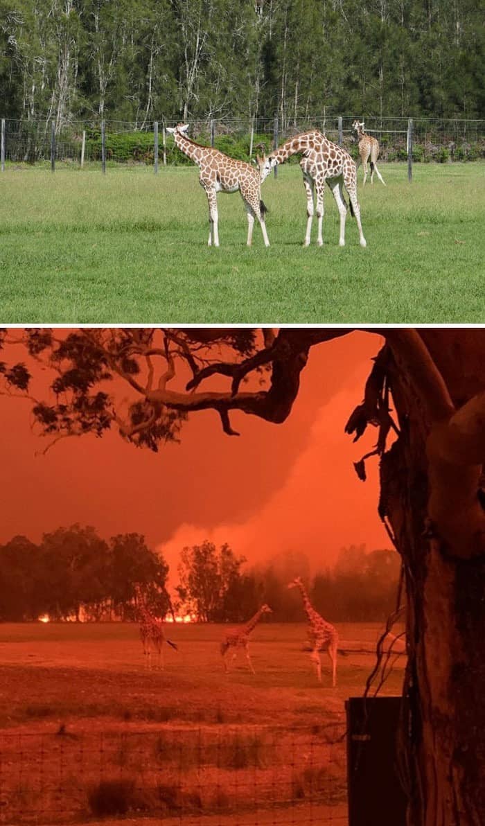 حرائق غابات أستراليا 2019