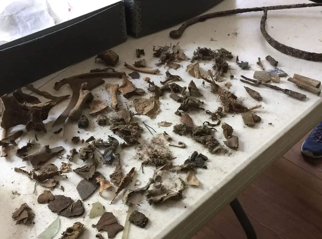 مجموعة أغراض عثر عليها داخل جحور الفئران في ”المطبخ المنزل“ في قصر (ناثنييل راسل).