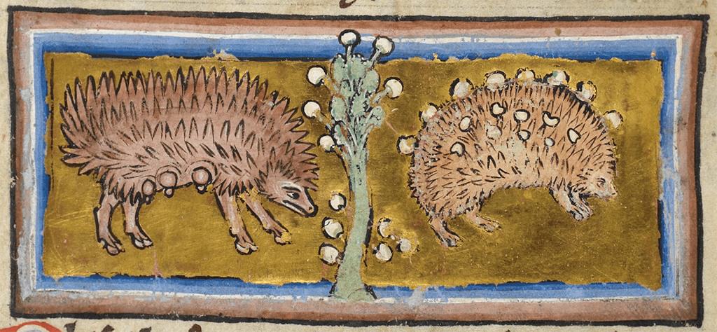 القنفذ وهو في خضم عملية جمع الفاكهة، إنكلتراـ 1200-1210م. الصورة: British Library