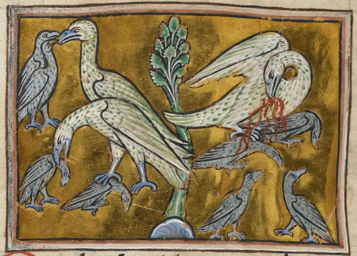 تقتل طيور البجع صغارها ومن ثم تعيدها للحياة، إنكلترا، 1200-1210م. الصورة: British Library