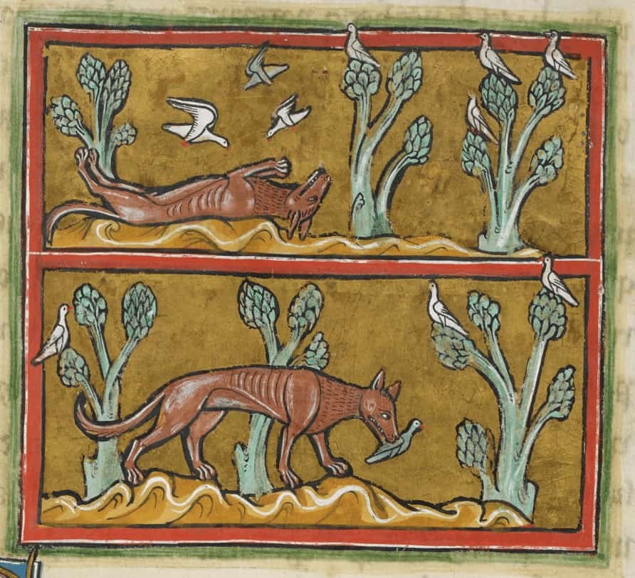 يقوم الثعلب المكار بالتظاهر بالموت من أجل اصطياد العصافير، إنكلترا 1230م. الصورة: British Library