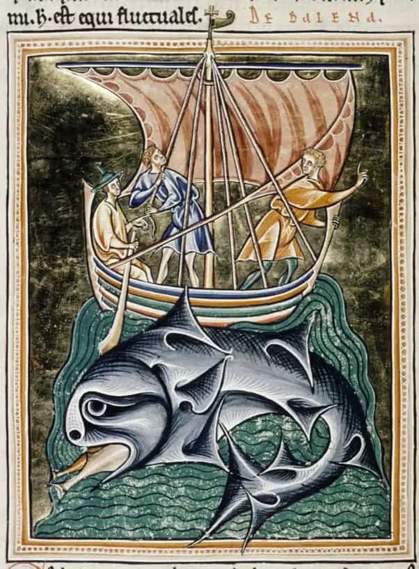 رسمٌ لحوت مأخوذ من موسوعة Ashmole، إنكلترا، في بدايات القرن الثالث عشر. الصورة: Bestiary.ca