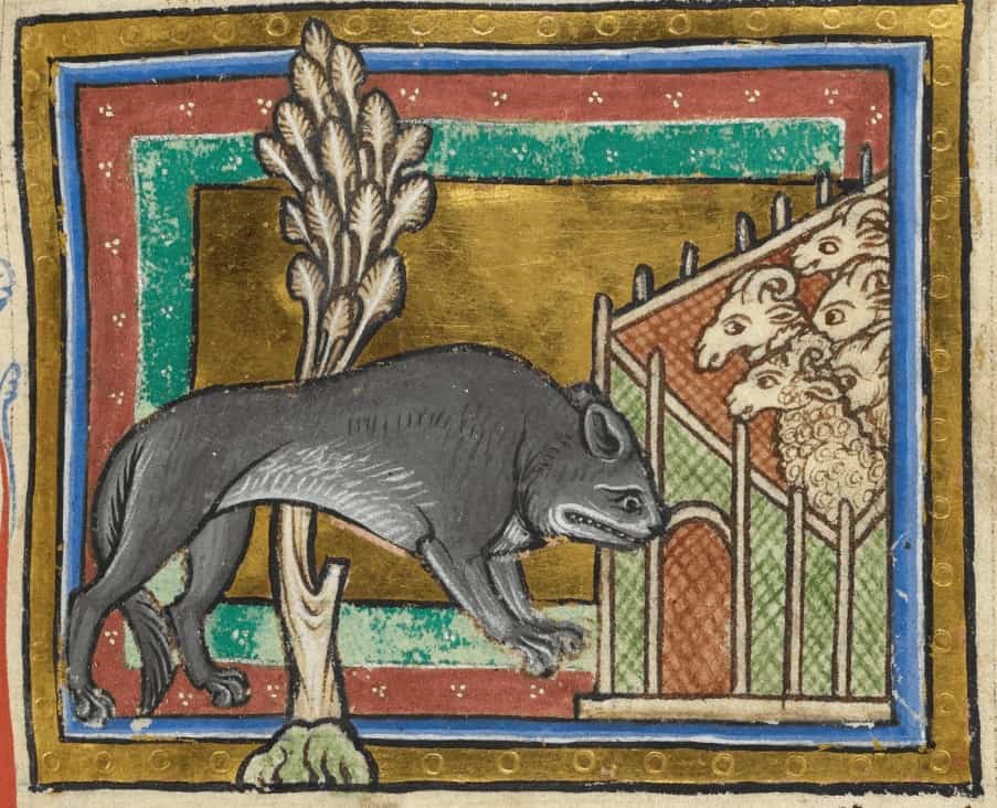  ذئب يقترب من قطيعٍ من الأغنام، إنكلترا، بين عامي 1200م و 1210م. الصورة: British Library