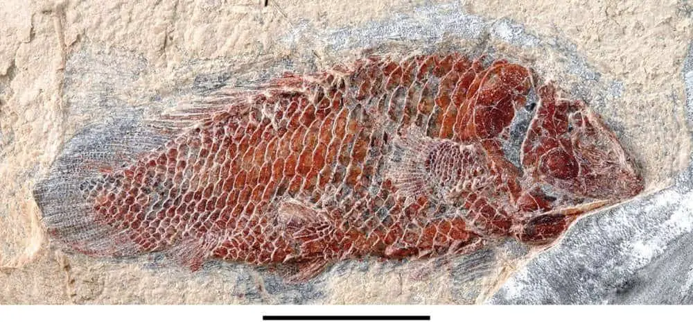 حفرية سمكة Serenoichthys kemkemensis