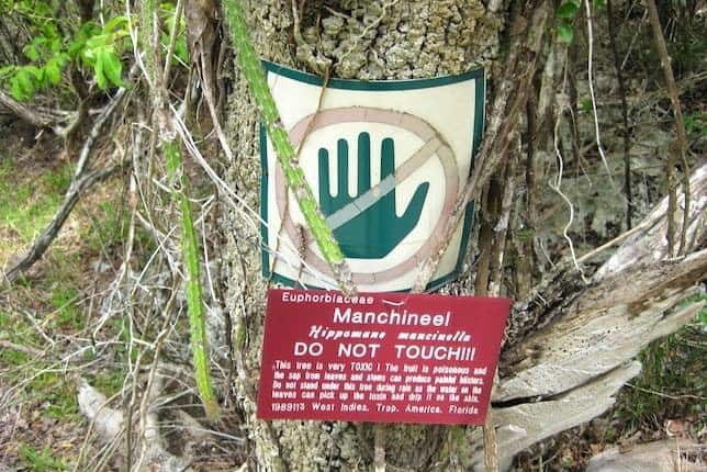 لافتة تحذر من الاقتراب من شجرة مانشنيل السامة