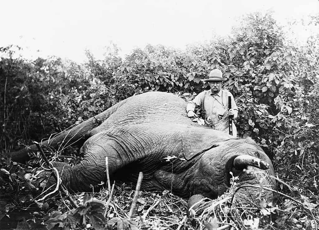 الرئيس الأمريكي (تيودور روزفلت) مع جثة الفيل الذي اصطاده.