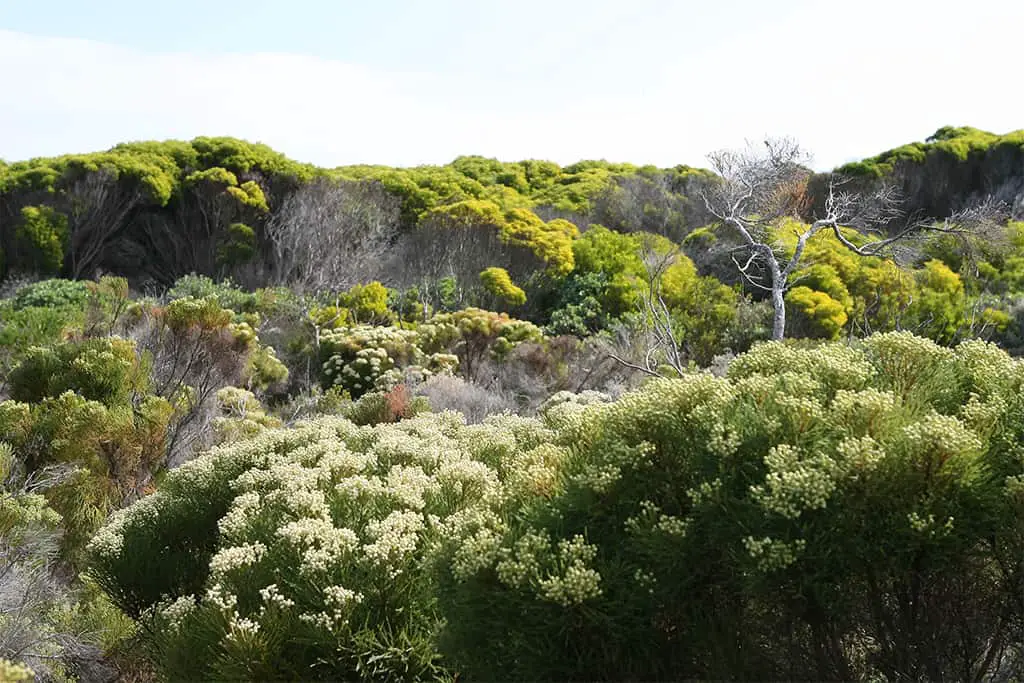 نبات الفينبوس في جنوب إفريقيا.