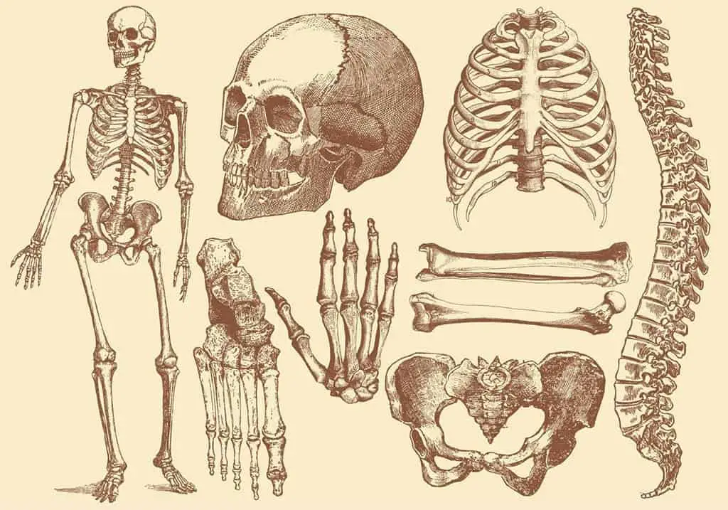 العظام البشرية.