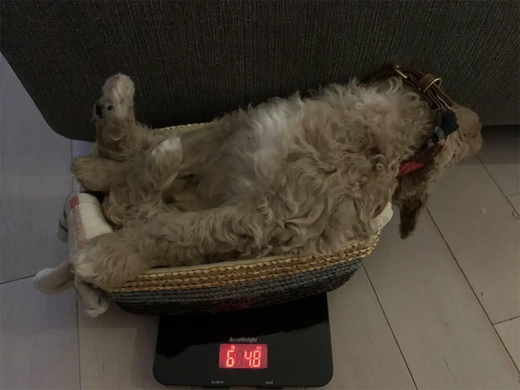34. بعد نهارٍ متعب، قرر هذا الكلب الاستلقاء والسماح لصاحبه بقياس وزنه