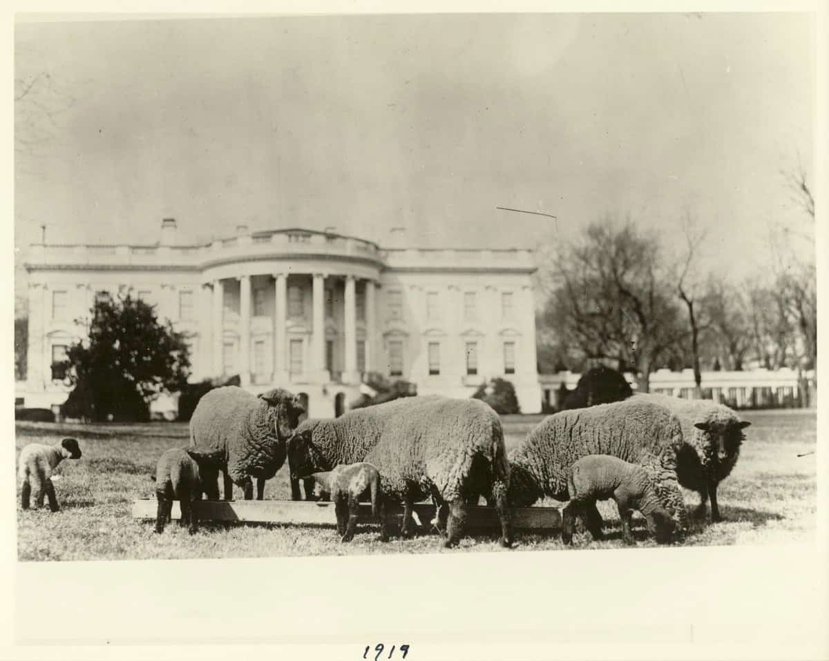 خراف ترعى أمام البيت الأبيض في العاصمة واشنطن. صورة: Library of Congress