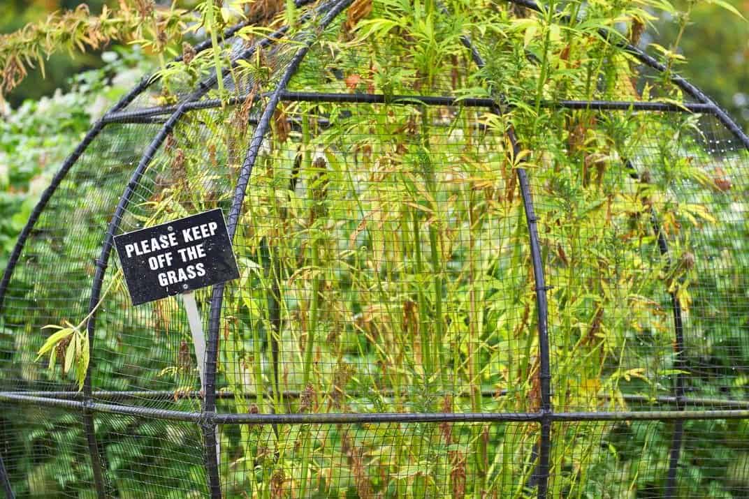 نبتة القنب الهندي داخل قفص ضمن الحديقة السامة.