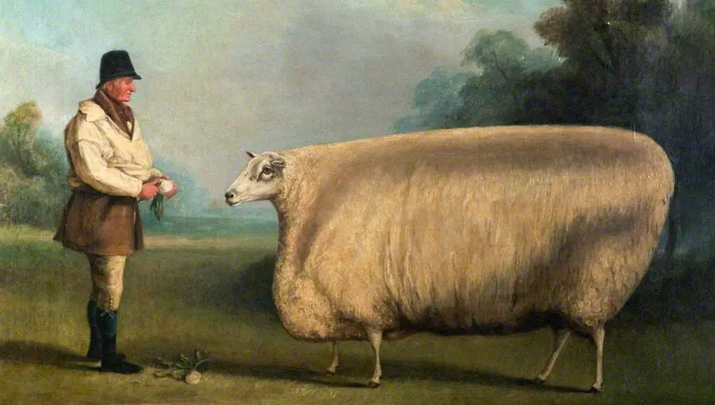 الماشية العملاقة في بريطانيا في القرن التاسع عشر 19